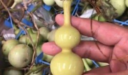 葫芦最新爆料是真的吗,真相揭秘，是真是假？