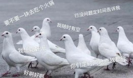 鸽子爆料打架视频播放下载,打架视频火爆网络，下载观看引发热议