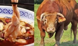 内部人员爆料牛蛙视频,牛蛙视频背后的惊人真相揭露