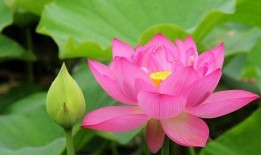 泰安网红市花吃瓜,吃瓜群众的“瓜中皇后”