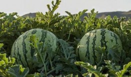 泰安网红市花吃瓜,吃瓜群众的“瓜中皇后”