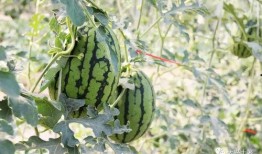 网红瓜在哪吃免费,揭秘隐藏在市井中的美食秘境