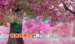 血色樱花土豆在线观看