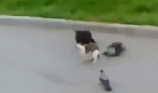 鸽子爆料打架视频播放下载,打架视频火爆网络，下载观看引发热议