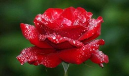 泰安网红市花吃瓜,吃瓜群众的“瓜中皇后”