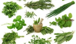 野菜生活爆料视频大全最新,揭秘大自然中的绿色宝藏