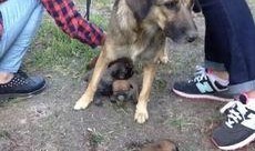 狗崽直播爆料视频,独家爆料视频内容大起底