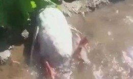 王大娘最新爆料视频,惊人内幕曝光！