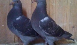 鸽子爆料打架视频播放下载,打架视频火爆网络，下载观看引发热议