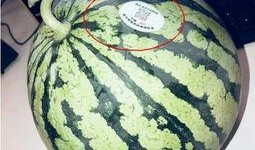 各种吃瓜网红精品,揭秘各大吃瓜网红的精品盛宴