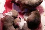 狗崽直播爆料视频,独家爆料视频内容大起底