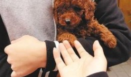 圈内泰迪爆料文案,揭秘娱乐圈不为人知的幕后故事