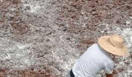 孙女爆料养猪场视频大全,养猪场真实内幕视频大全揭秘