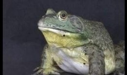 内部人员爆料牛蛙视频,牛蛙视频背后的惊人真相揭露