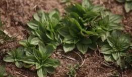 野菜生活爆料视频大全最新,揭秘大自然中的绿色宝藏