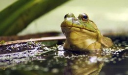 内部人员爆料牛蛙视频,牛蛙视频背后的惊人真相揭露